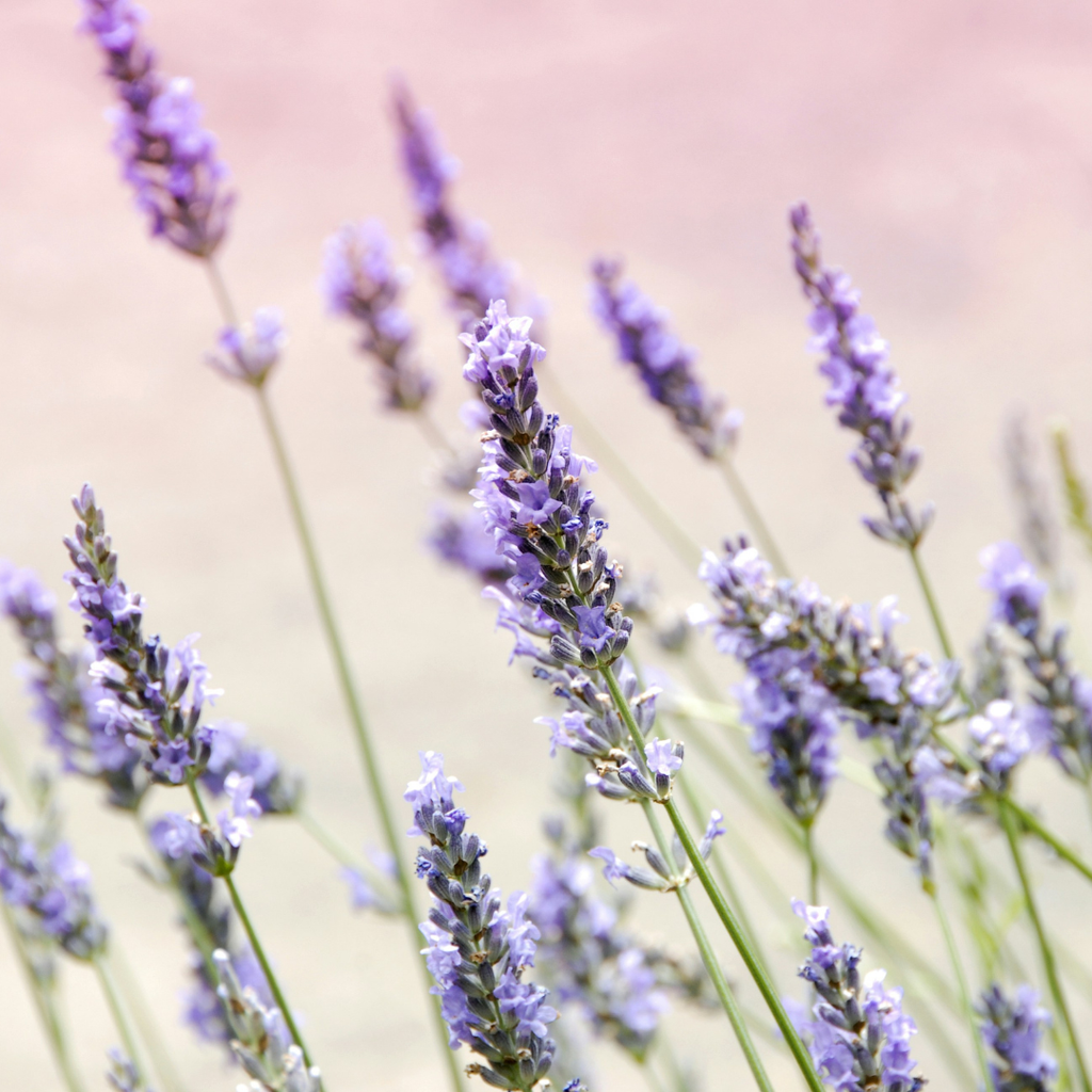 GLO Facial Oil - ZAZA & CRUZ