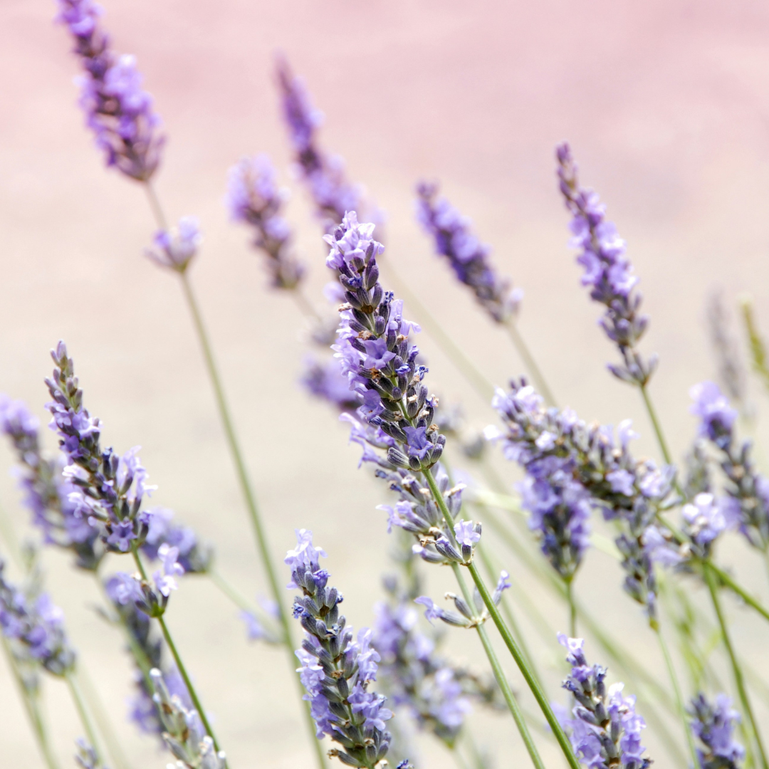 GLO Facial Oil - ZAZA & CRUZ