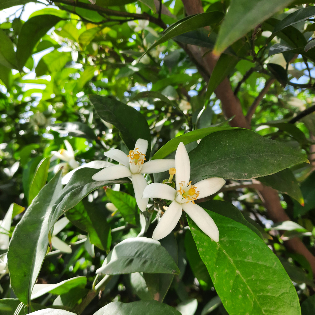 GLO Facial Oil - ZAZA & CRUZ