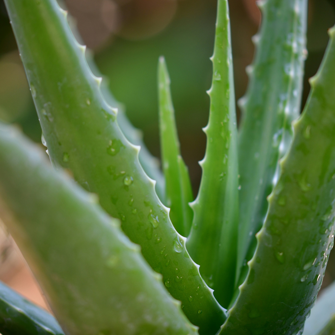 Hydrating Essence - ZAZA & CRUZ